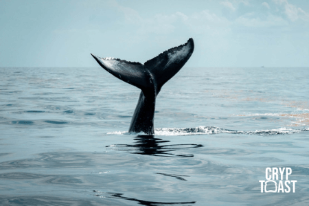 Une whale inconnue a transféré 40 000 BTC entre des adresses Bech32