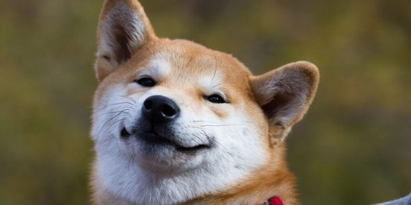 Pendant ce temps, le Dogecoin (DOGE) est bizarrement en pleine forme