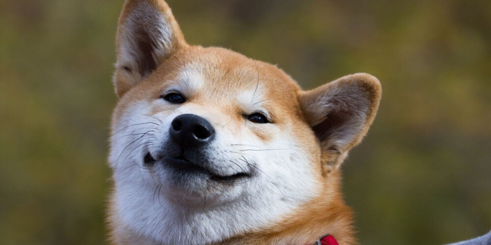 Pendant ce temps, le Dogecoin (DOGE) est bizarrement en pleine forme