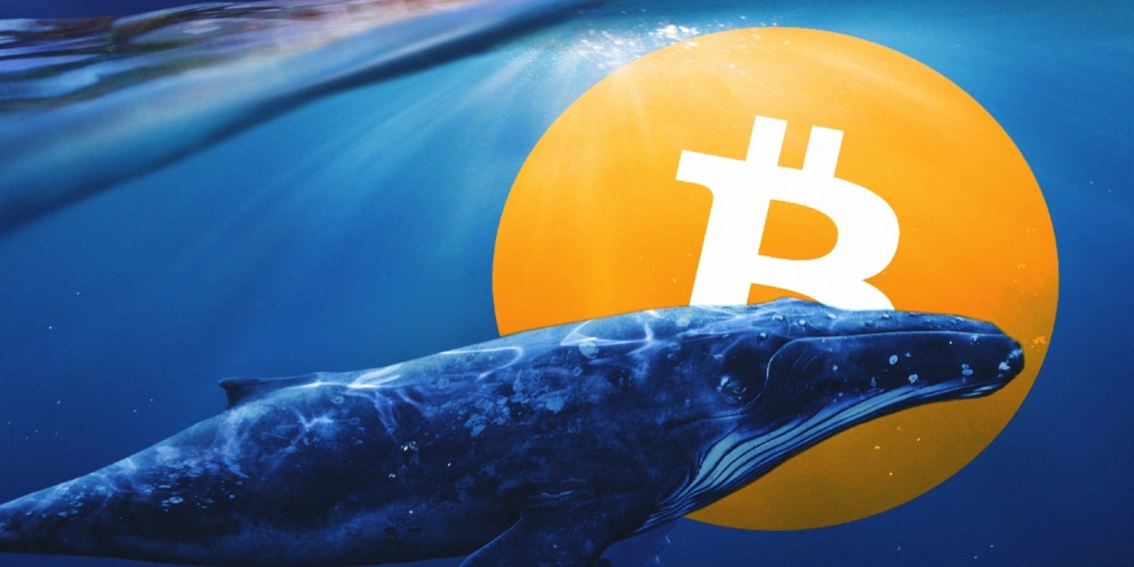 Une baleine Bitcoin transfère 245 175 BTC en 1 heure