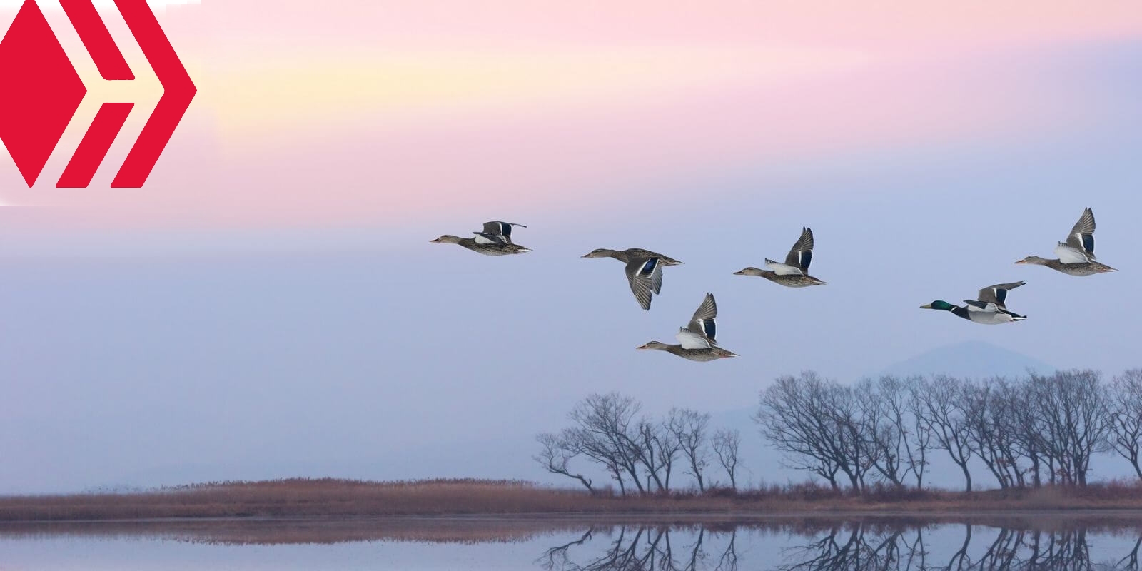 La dApp la plus populaire de Steem migre vers Hive