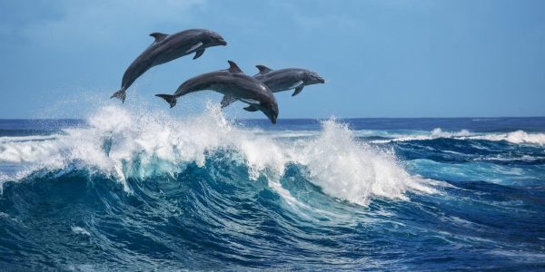 Marchés : le BTC bondit au-dessus de 10 000 dollars, l’ETH en pleine forme