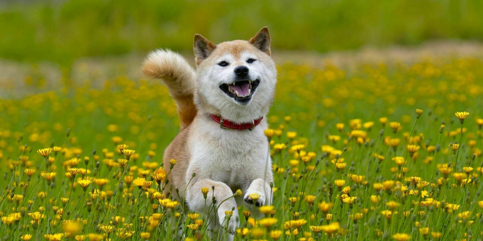 Le cours du Dogecoin bondit de 20% suite à un tweet d'Elon Musk