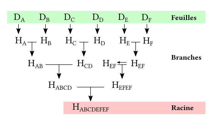 Arbre de Merkle feuilles branches racine