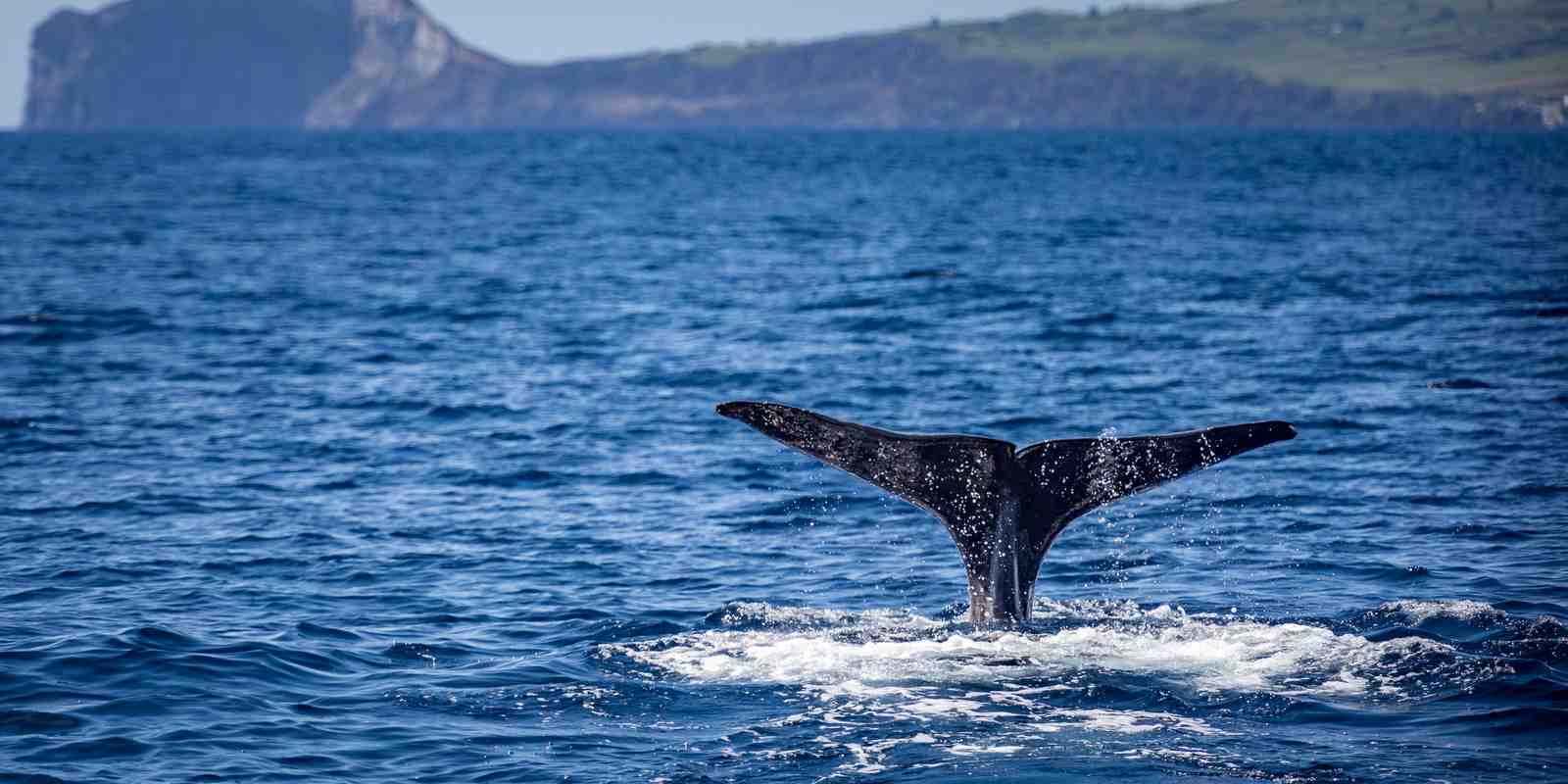 Bitcoin (BTC) : les « petits » investisseurs volent de l'influence aux whales