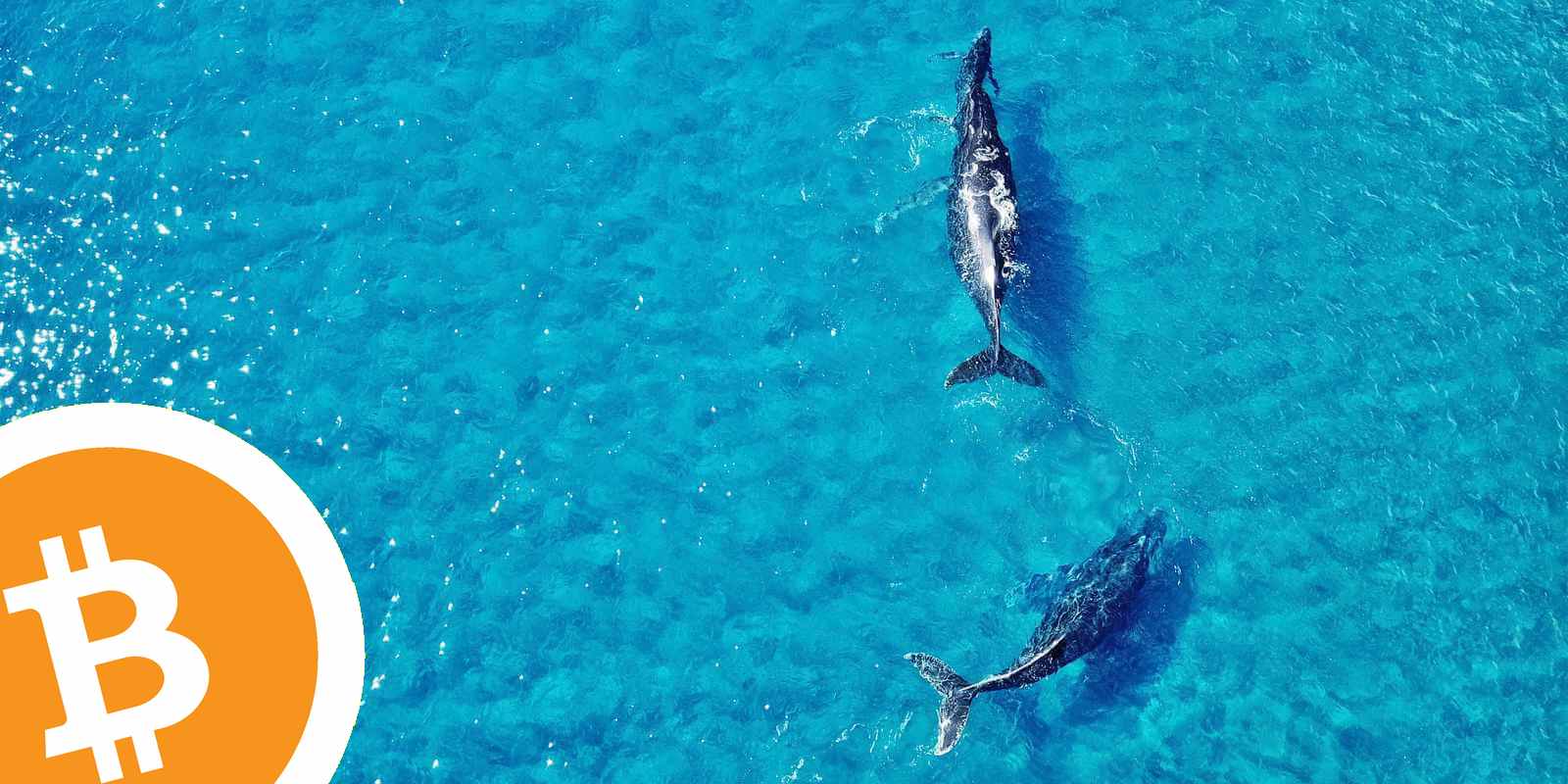 Bitcoin Cash (BCH) : le prix explose, les whales vont voir ailleurs