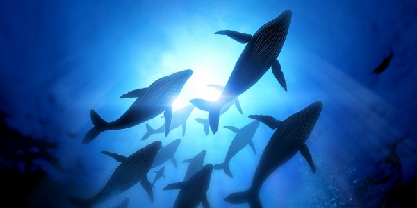 Ether (ETH) : la chute du cours attire les whales