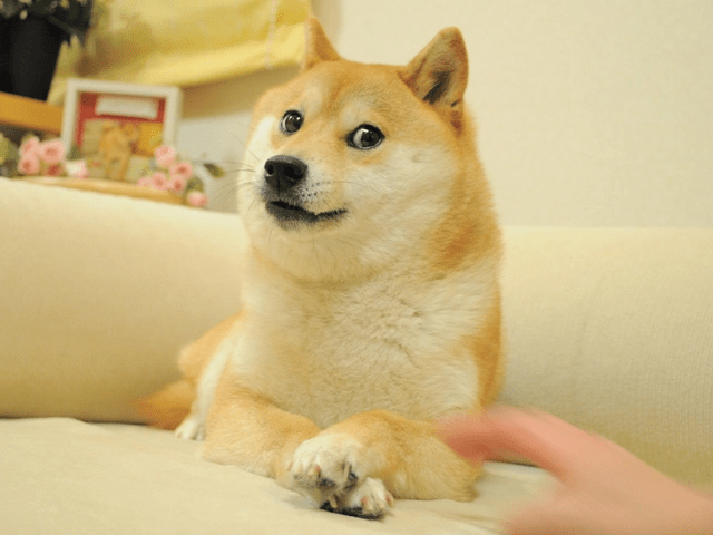DOGE NFT