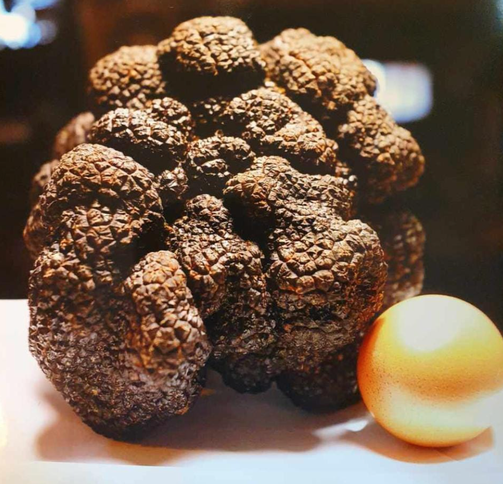 Truffe Bernard Planche