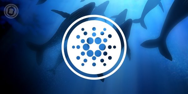 Cardano (ADA) : les whales arrivent en force depuis janvier