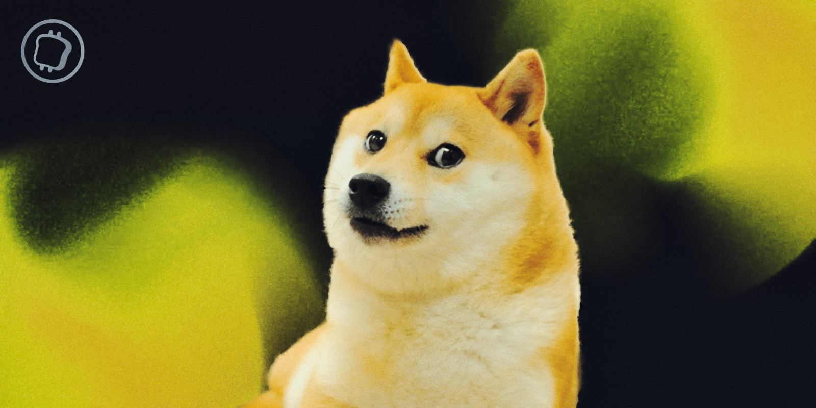 CorgiAI, Bonk, Grok... La saison des memecoins est-elle lancée ?