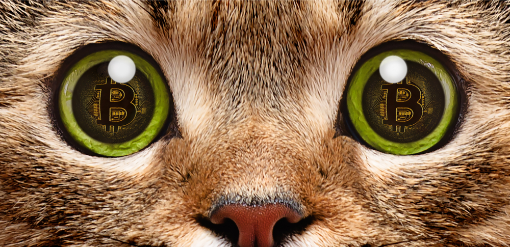 op-cat-covenant op-cat-covenant